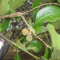 Sapindus trifoliatus L.